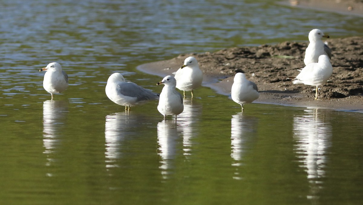 Ring-billed Gull - ML638958061