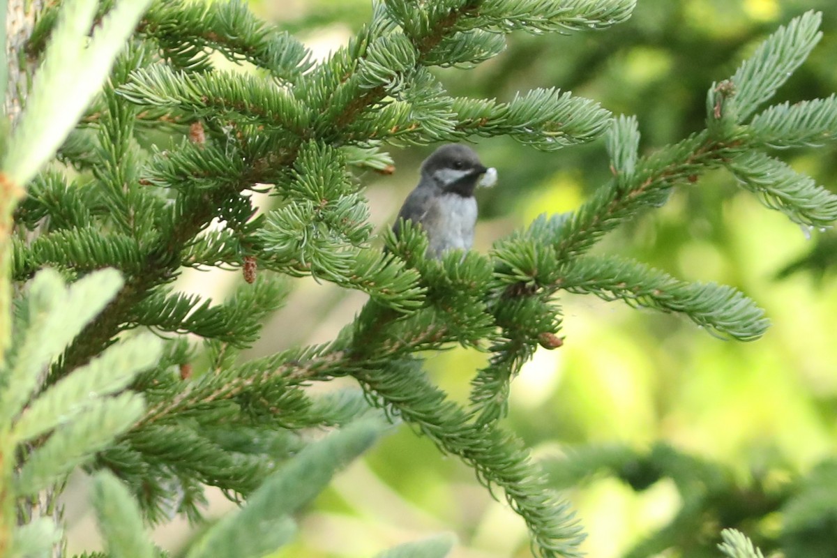 Boreal Chickadee - ML638958078