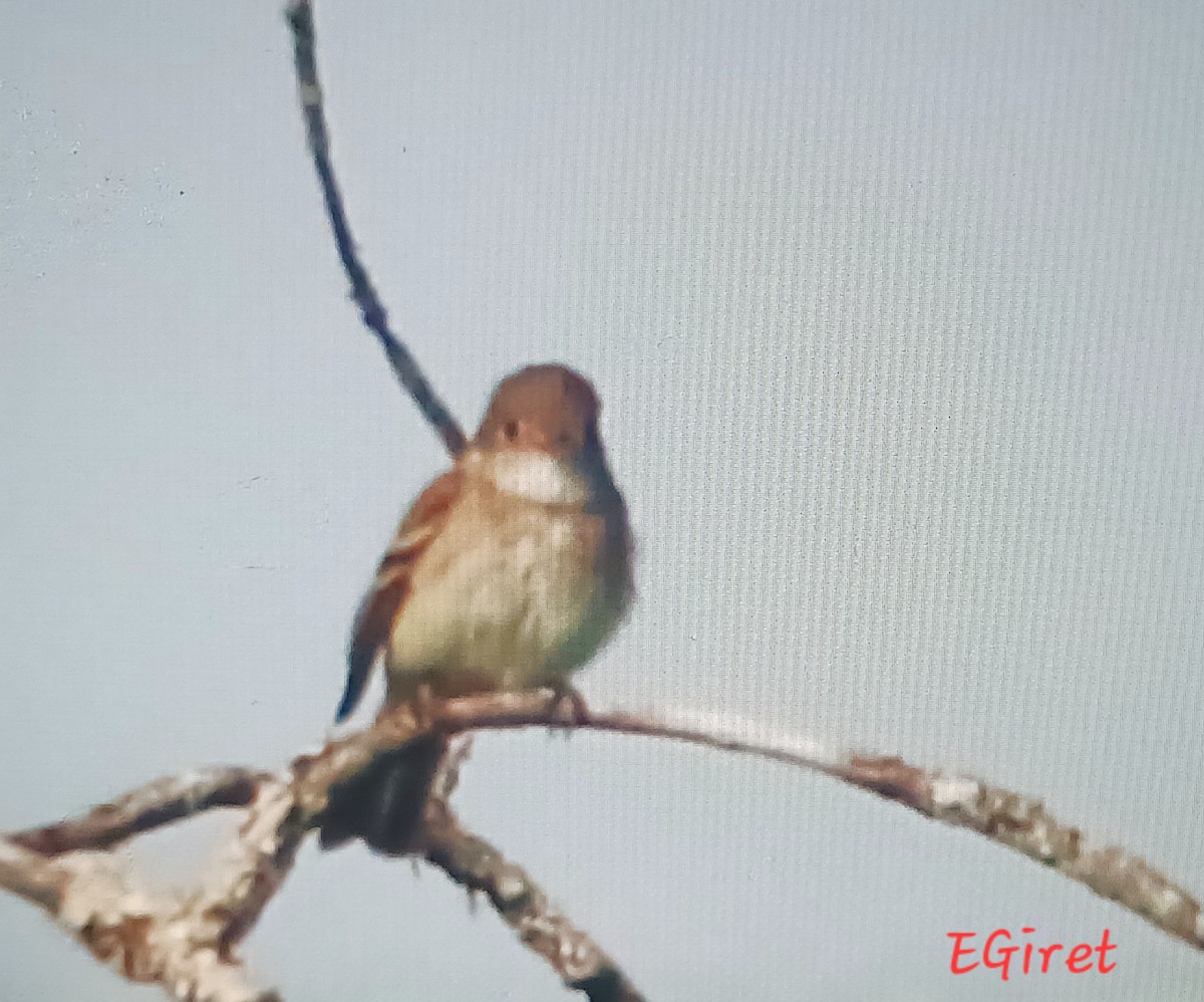Alder Flycatcher - ML638958080