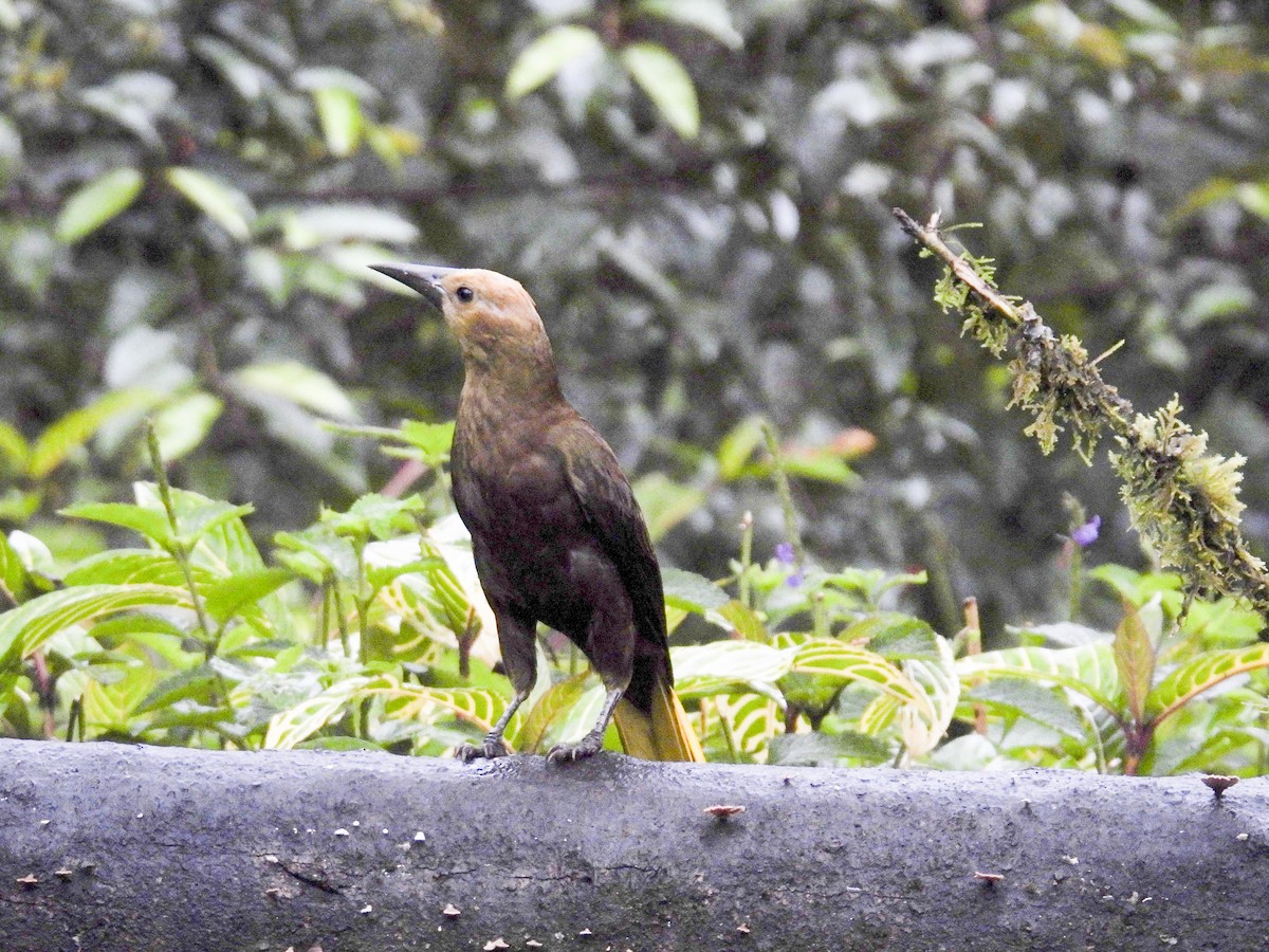 Russet-backed Oropendola - ML638958085