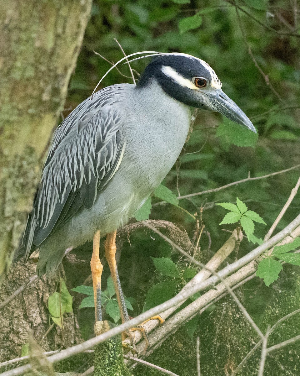 Yellow-crowned Night Heron - ML638958087