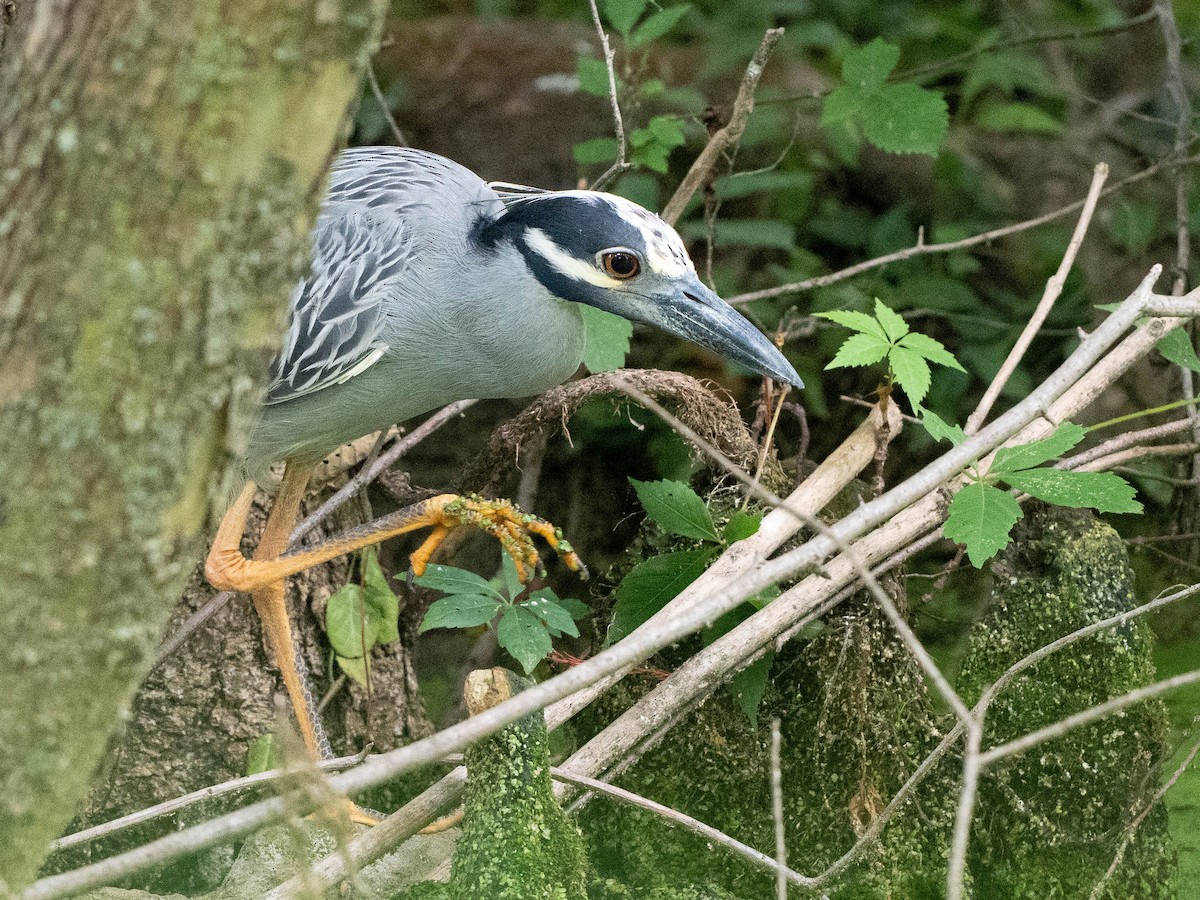 Yellow-crowned Night Heron - ML638958088