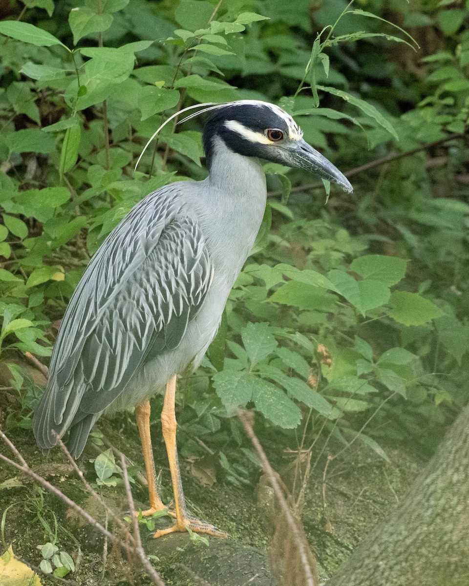 Yellow-crowned Night Heron - ML638958089