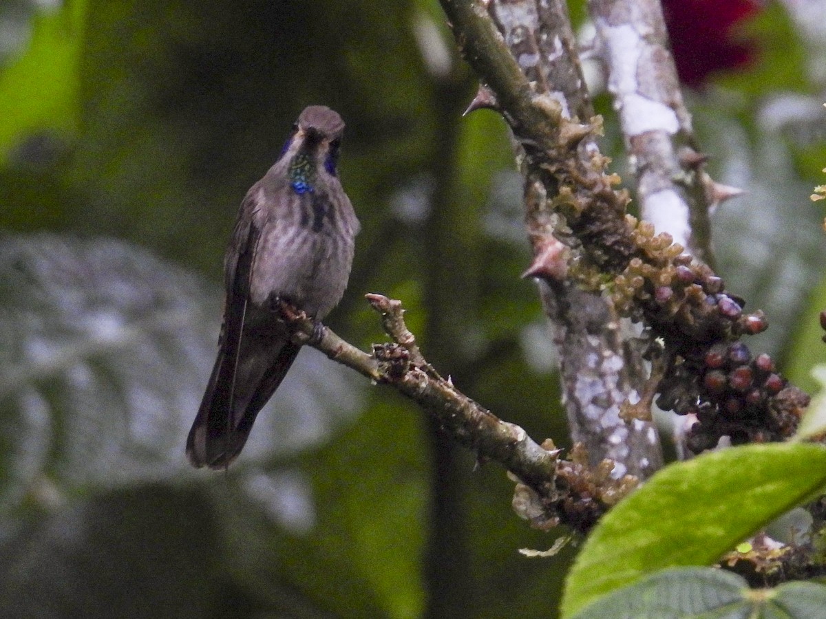 Brown Violetear - ML638958090