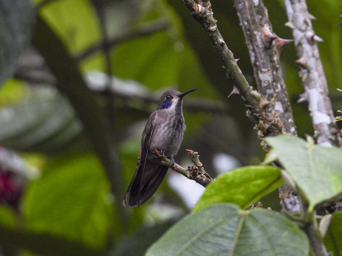 Brown Violetear - ML638958095