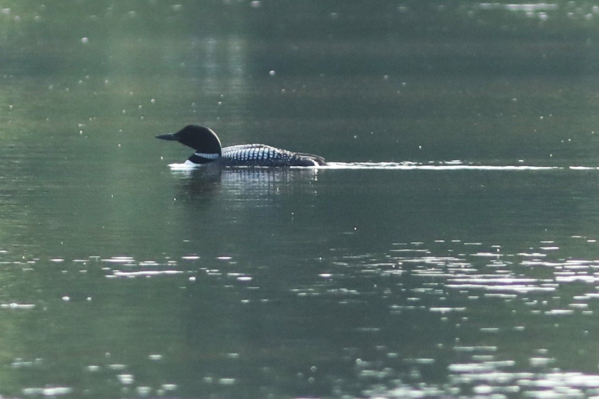 Common Loon - ML638958105