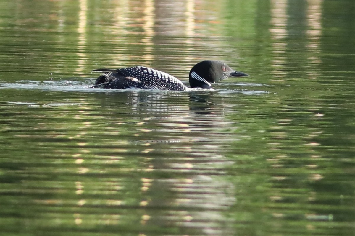Common Loon - ML638958106