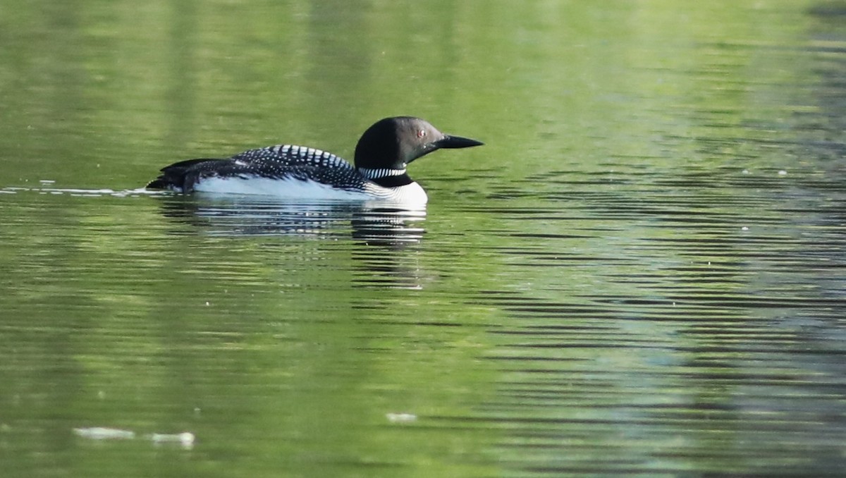 Common Loon - ML638958107