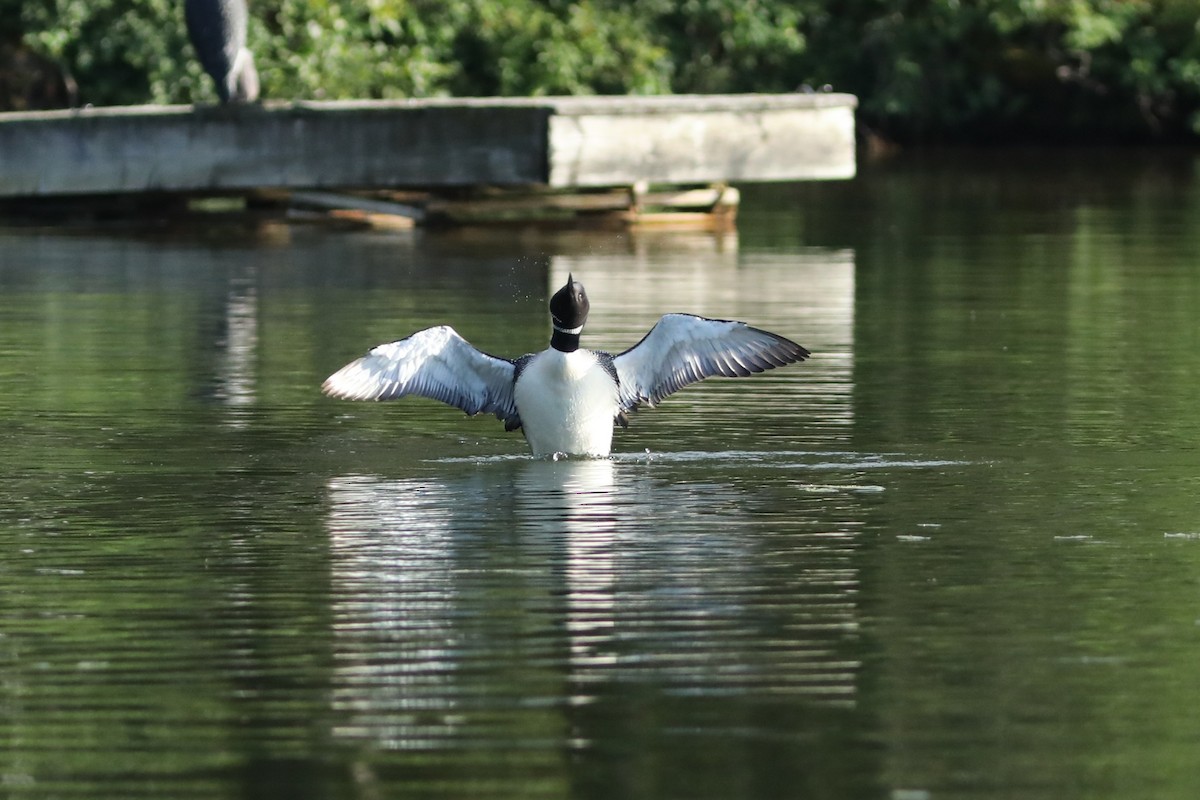Common Loon - ML638958108