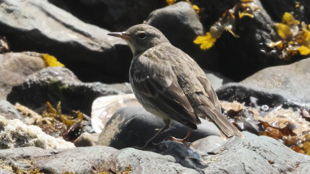 Rock Pipit - ML638958249