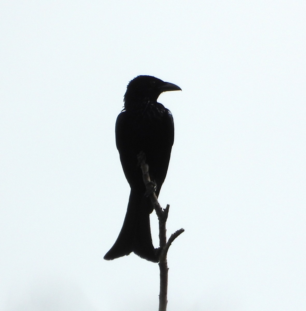 Palawan Drongo - ML638958275