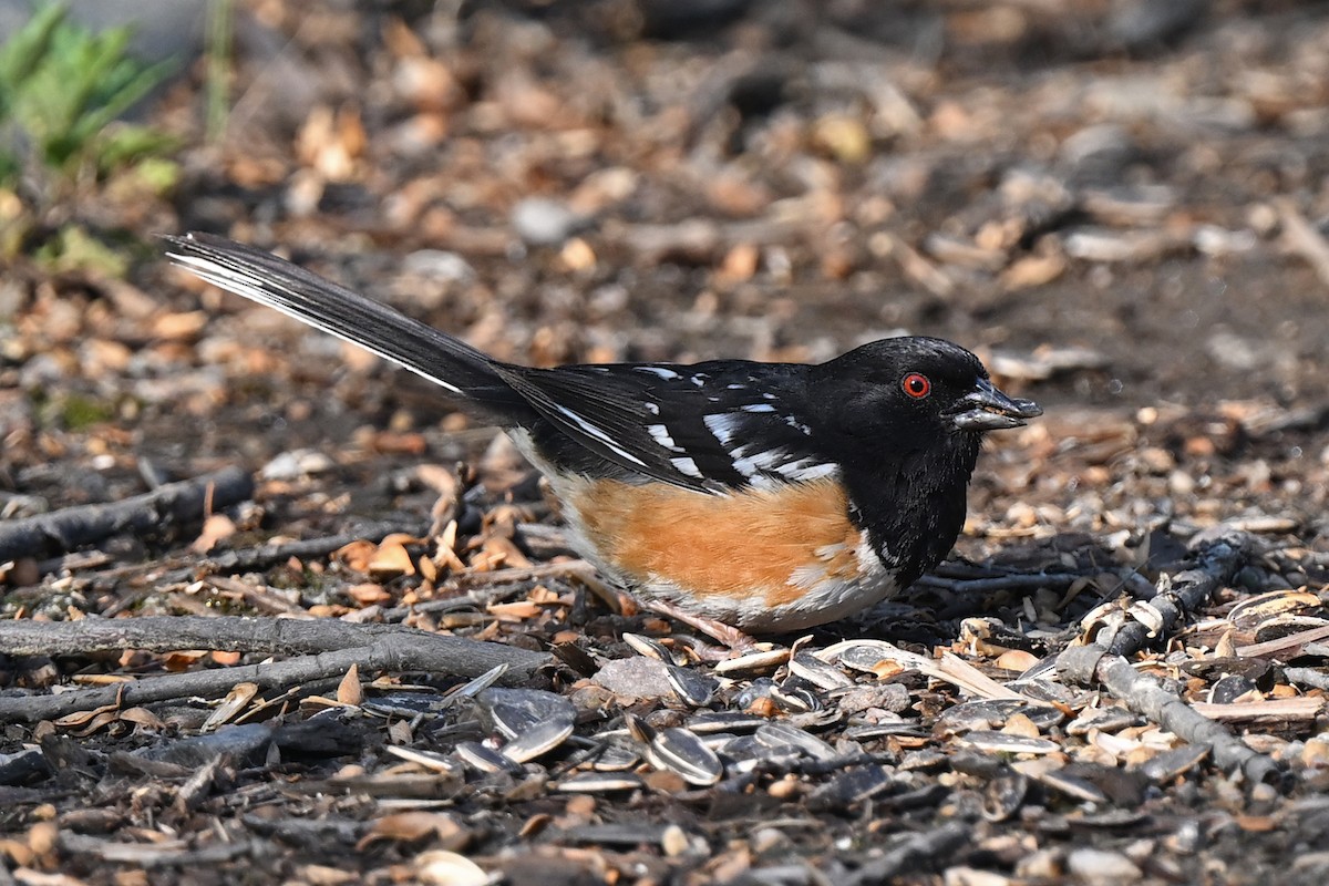 Spotted Towhee - ML638958328