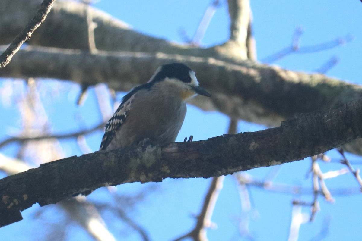 White-fronted Woodpecker - ML638958339