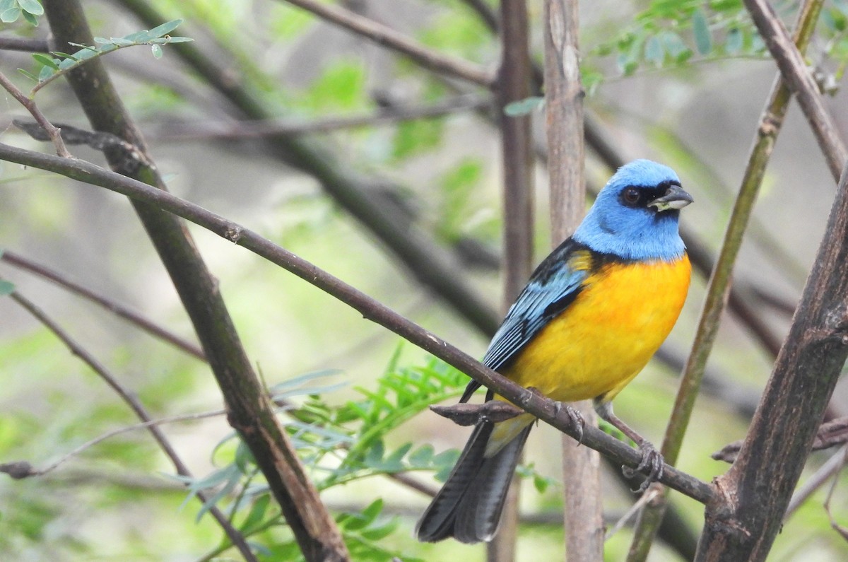 Blue-and-yellow Tanager - ML638958343
