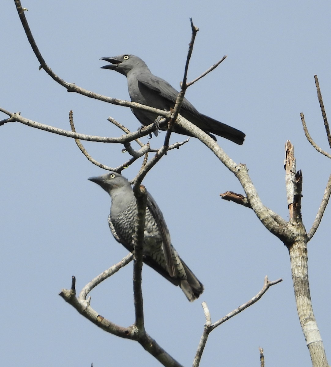Bar-bellied Cuckooshrike - ML638958362