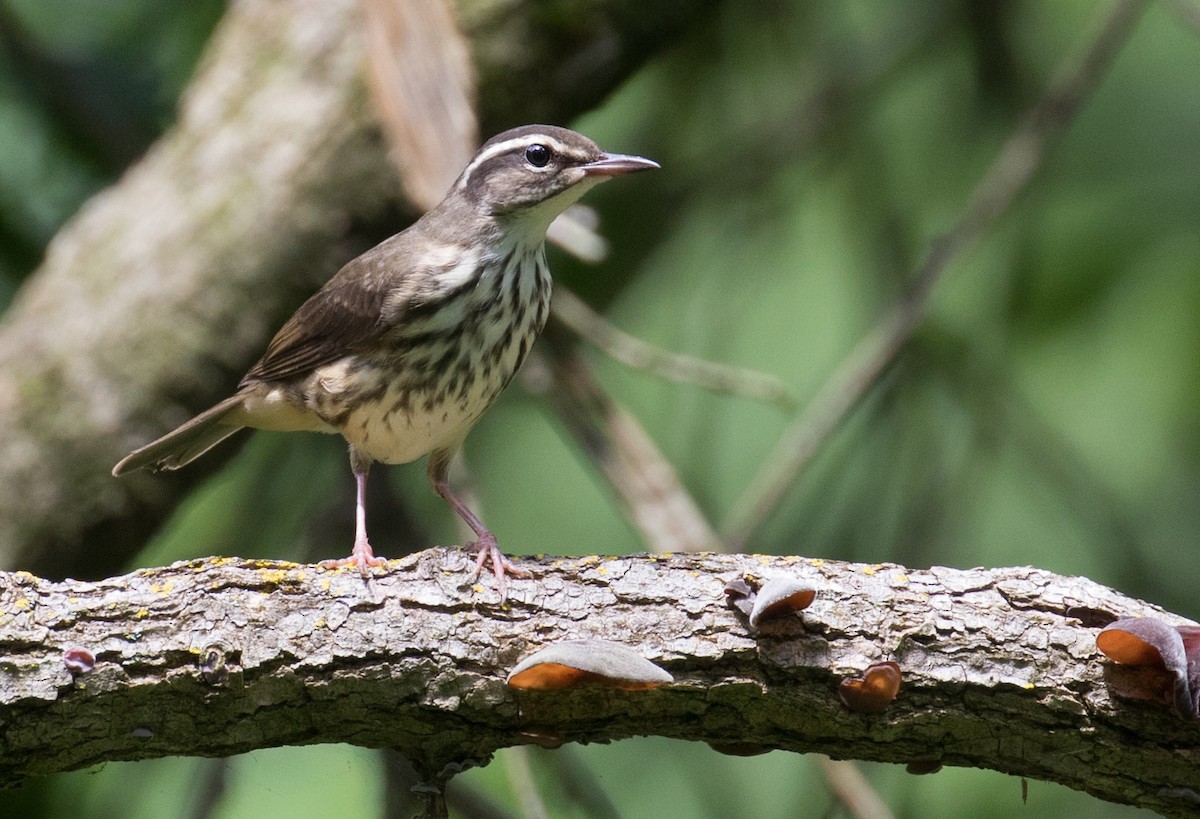 Louisiana Waterthrush - ML638958393