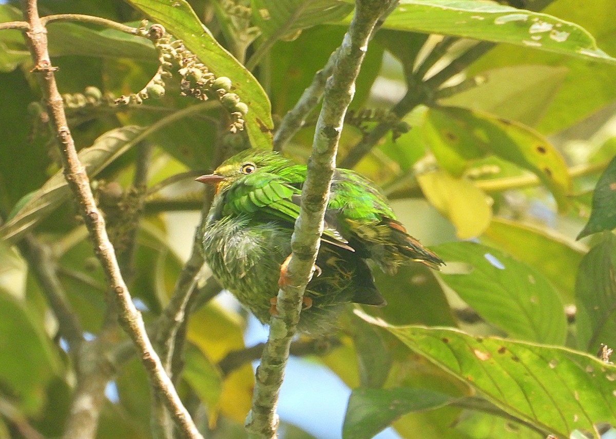 Cotinga chevalier - ML638958442