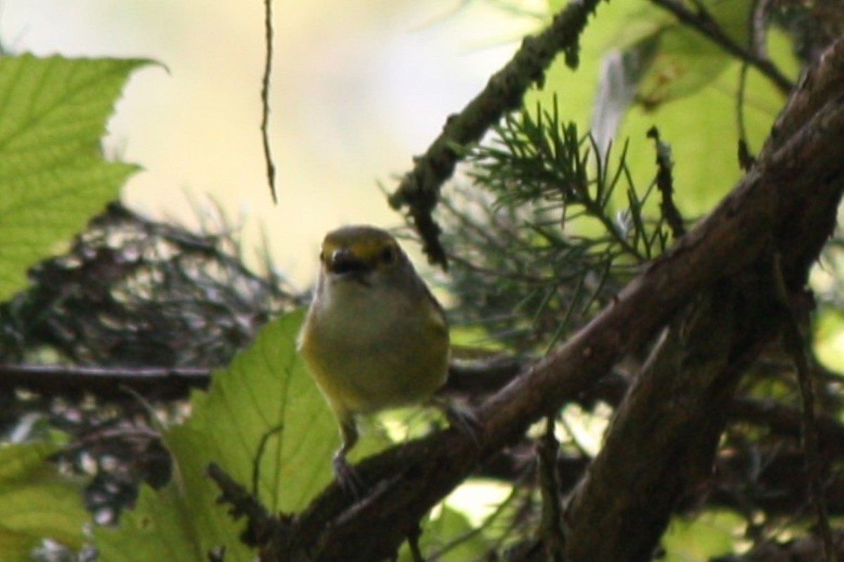 White-eyed Vireo - ML638958443