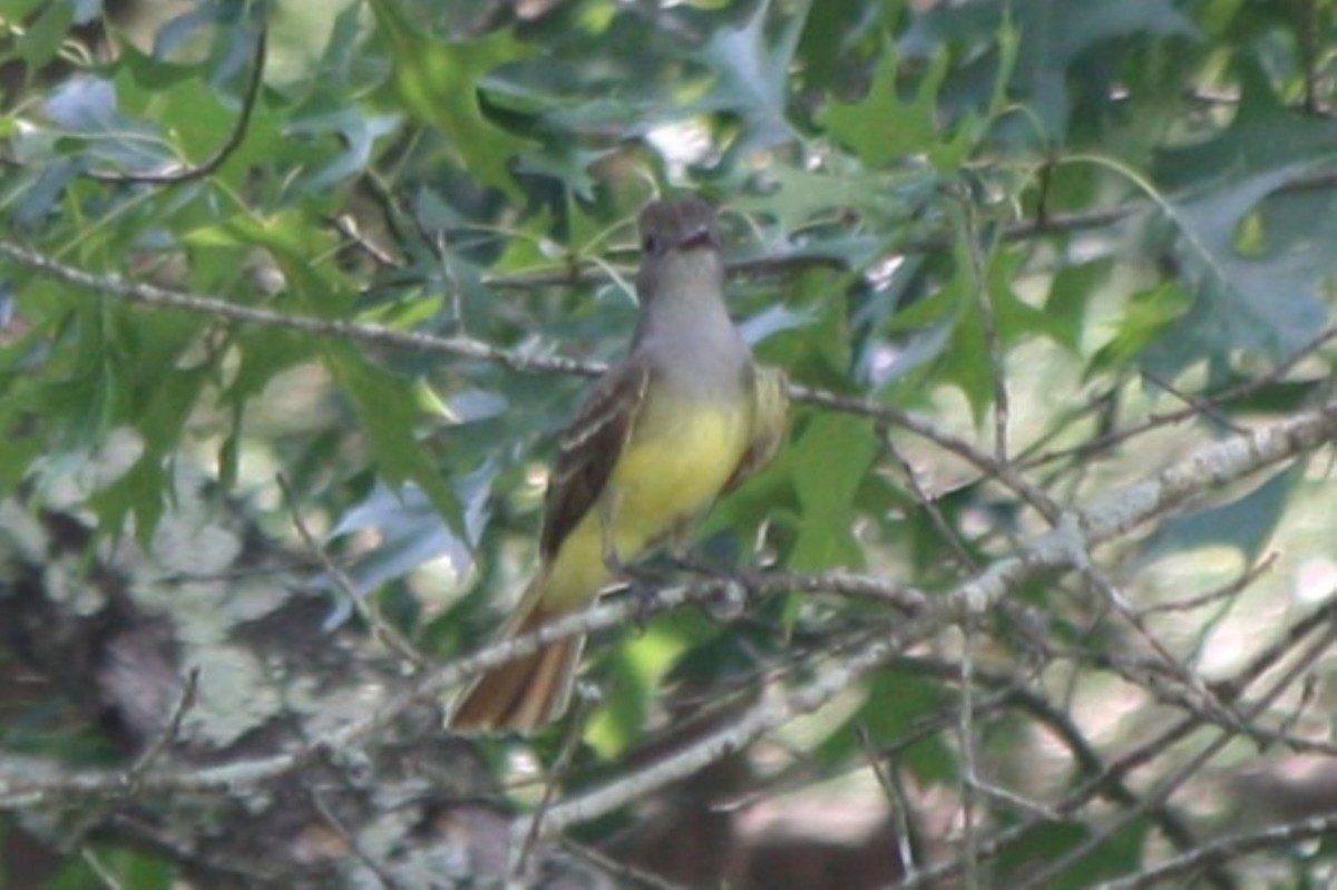 Great Crested Flycatcher - ML638958445