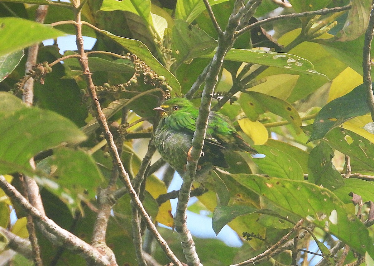 Cotinga chevalier - ML638958471