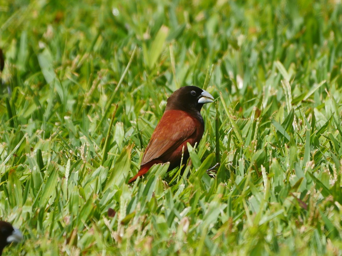 Chestnut Munia - ML638958475