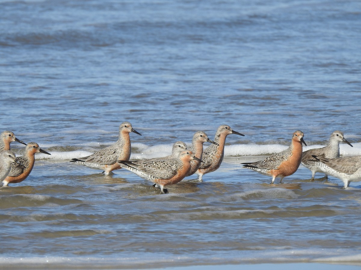 Red Knot - ML638958550