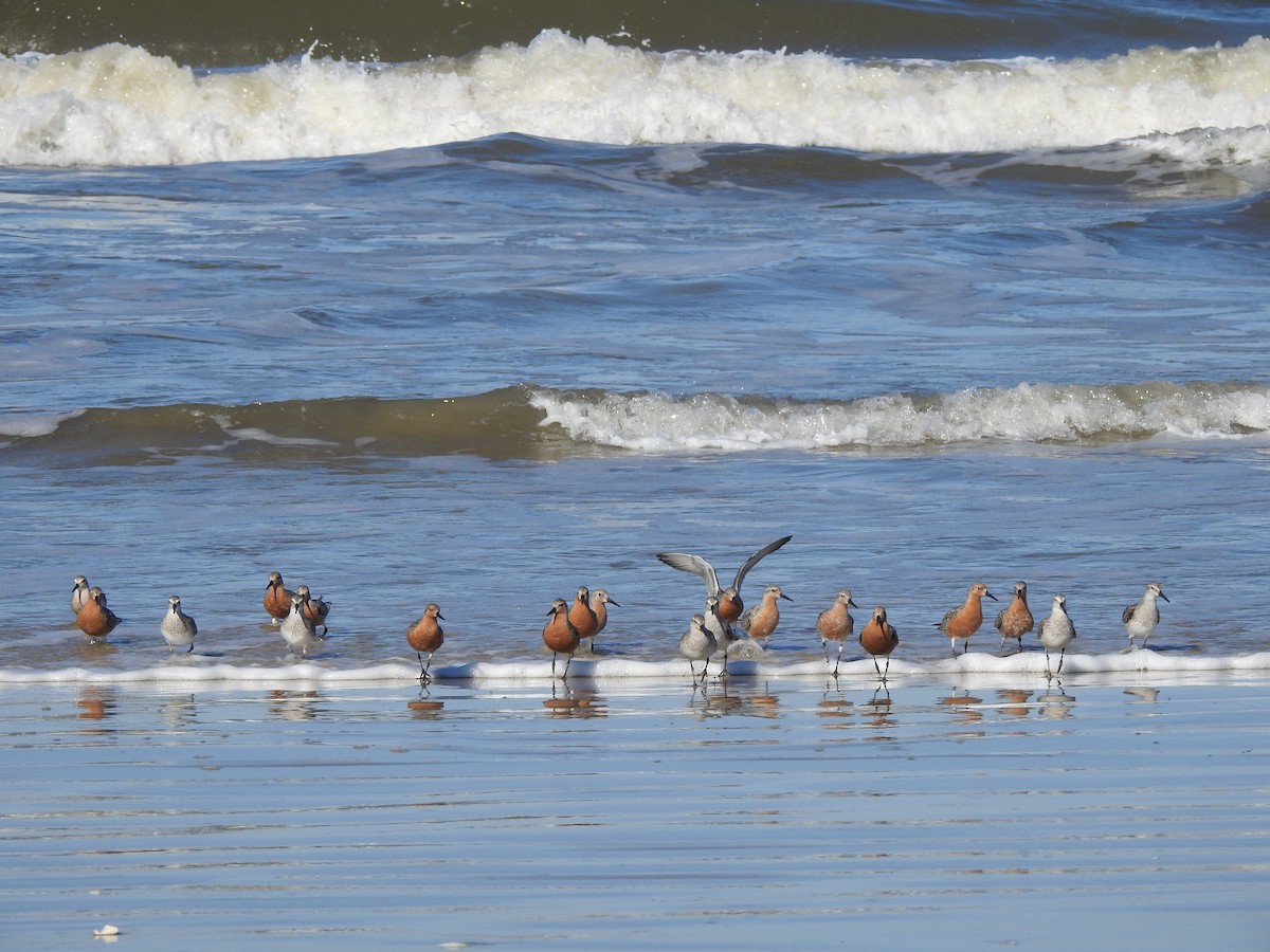 Red Knot - ML638958551