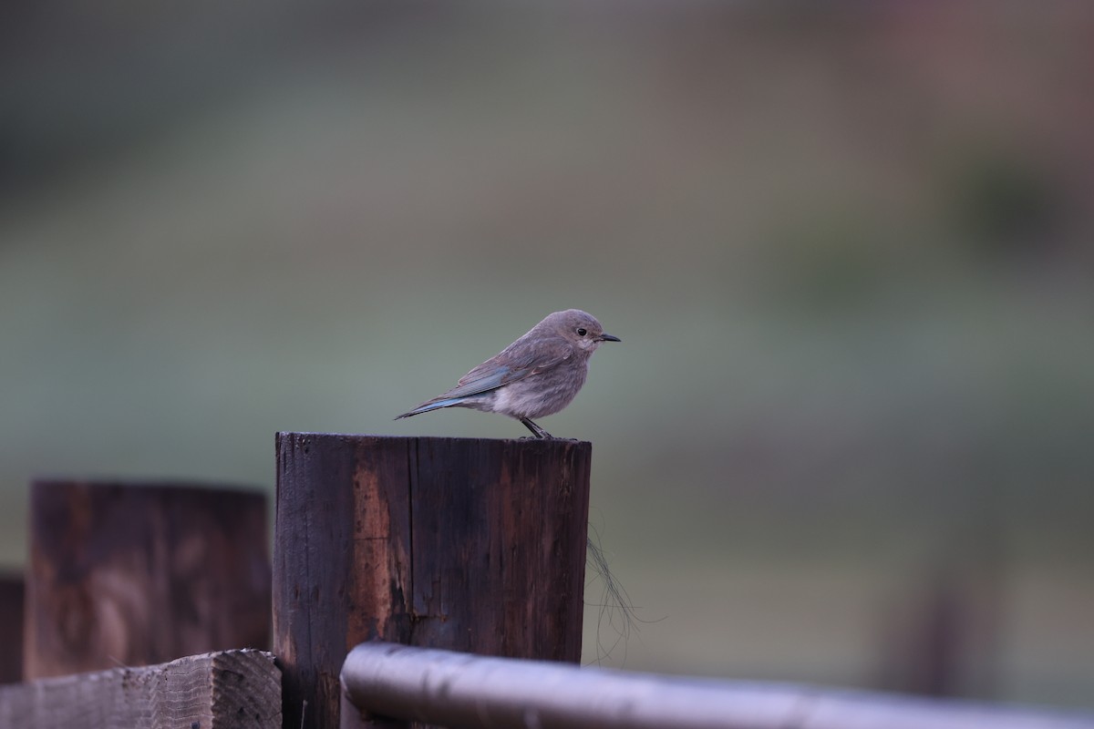 Mountain Bluebird - ML638958615