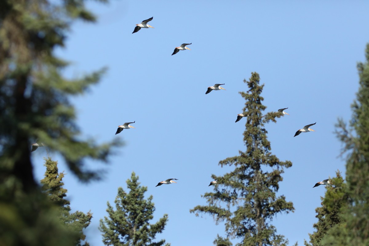 American White Pelican - ML638958630