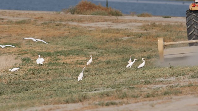 Western Cattle-Egret - ML638958652