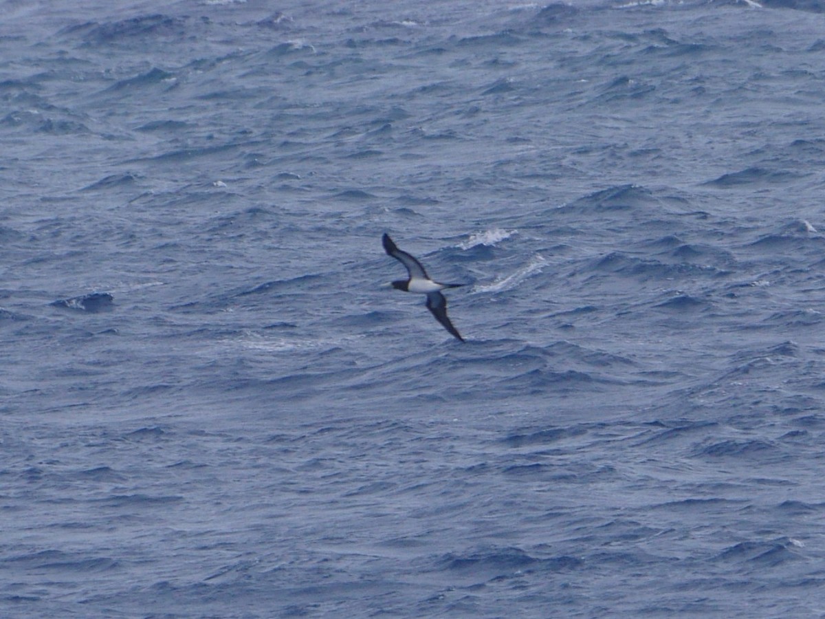 Brown Booby (Forster's) - ML638958658