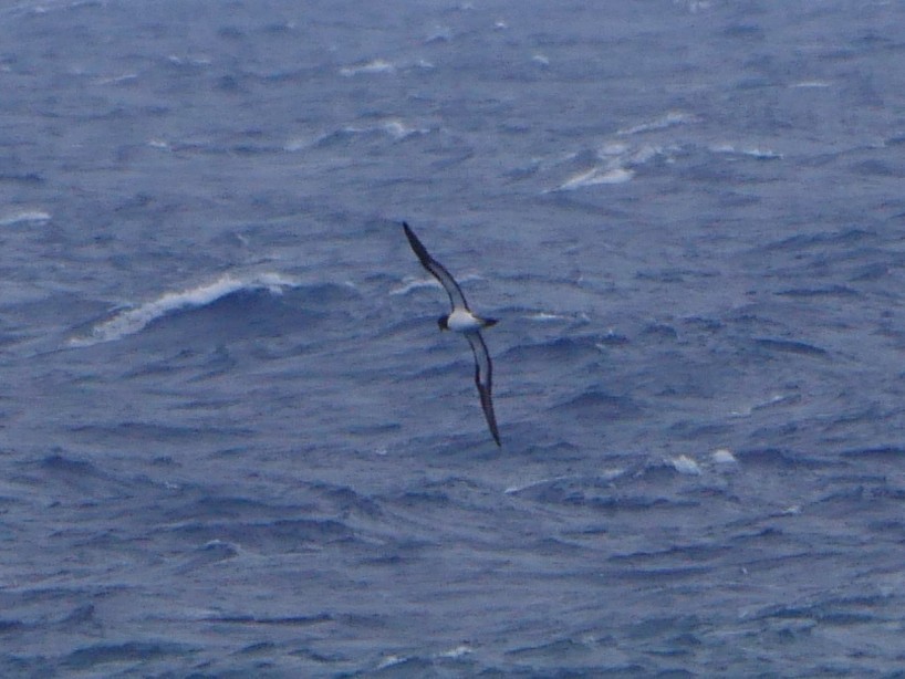 Brown Booby (Forster's) - ML638958659