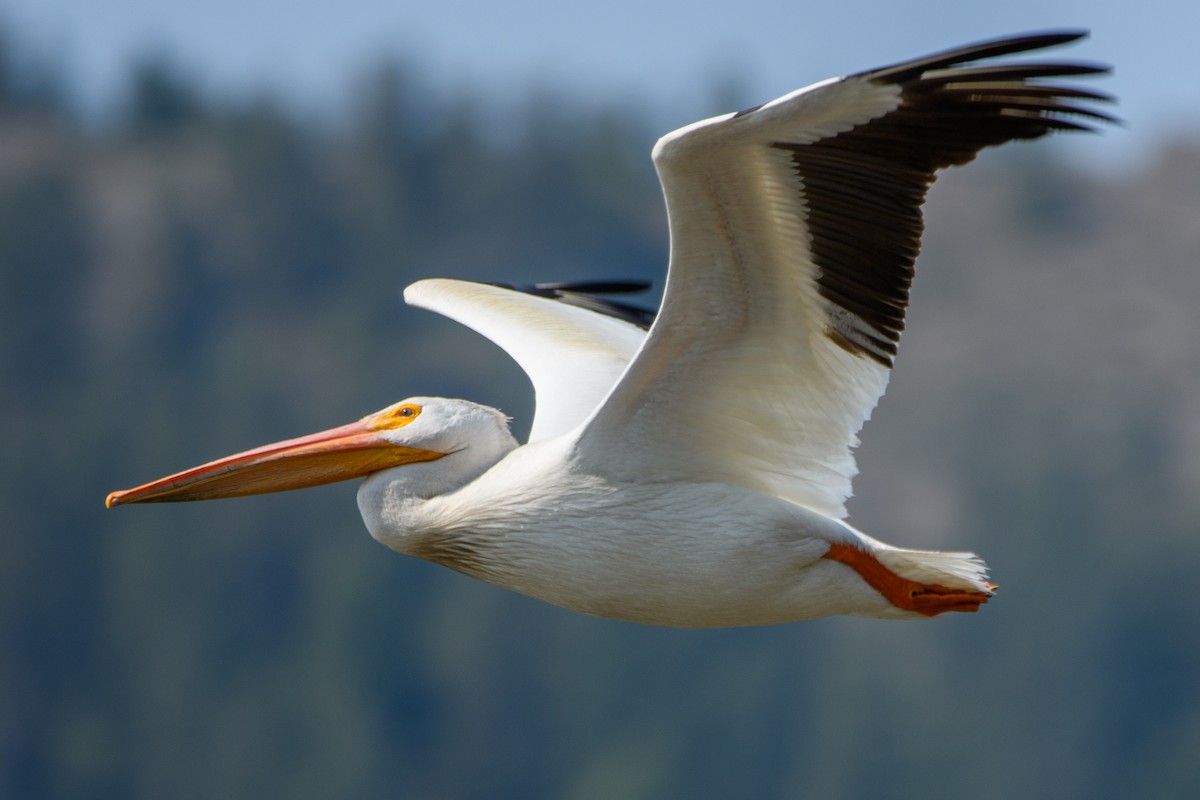 American White Pelican - ML638958674