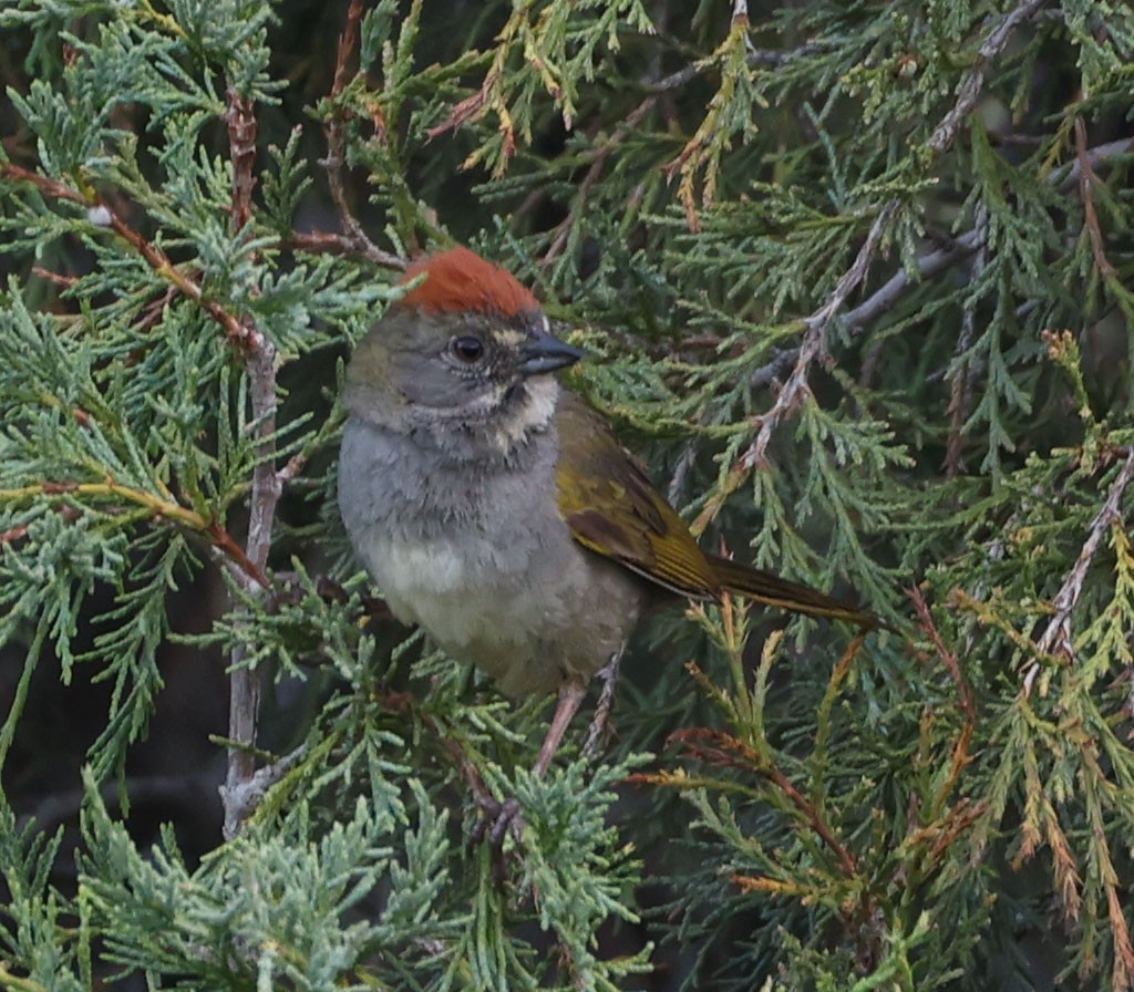 Green-tailed Towhee - ML638958690