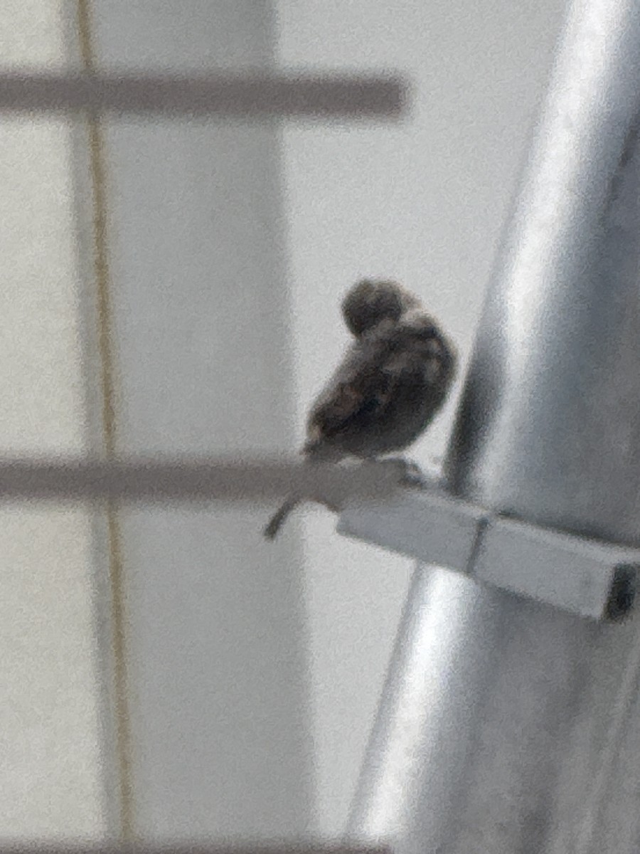 家麻雀 - ML638958728