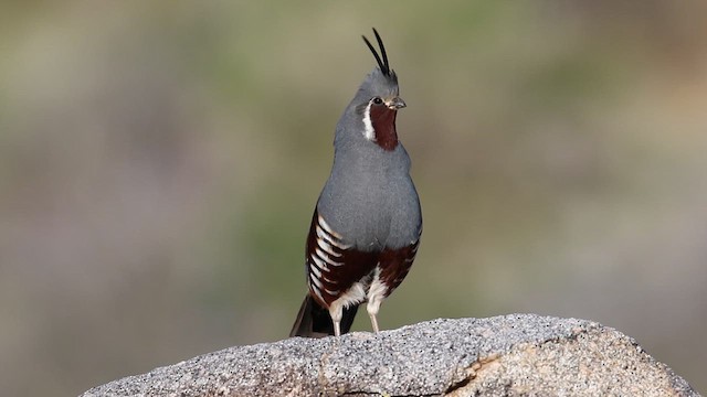 Mountain Quail - ML638958739
