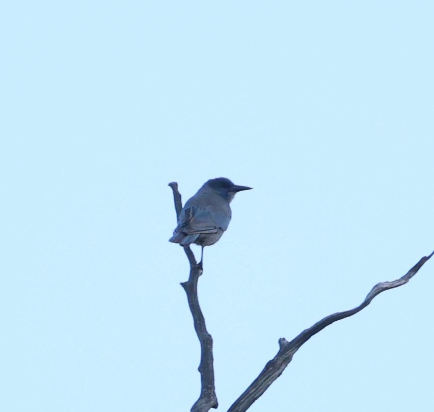 Pinyon Jay - ML638958778