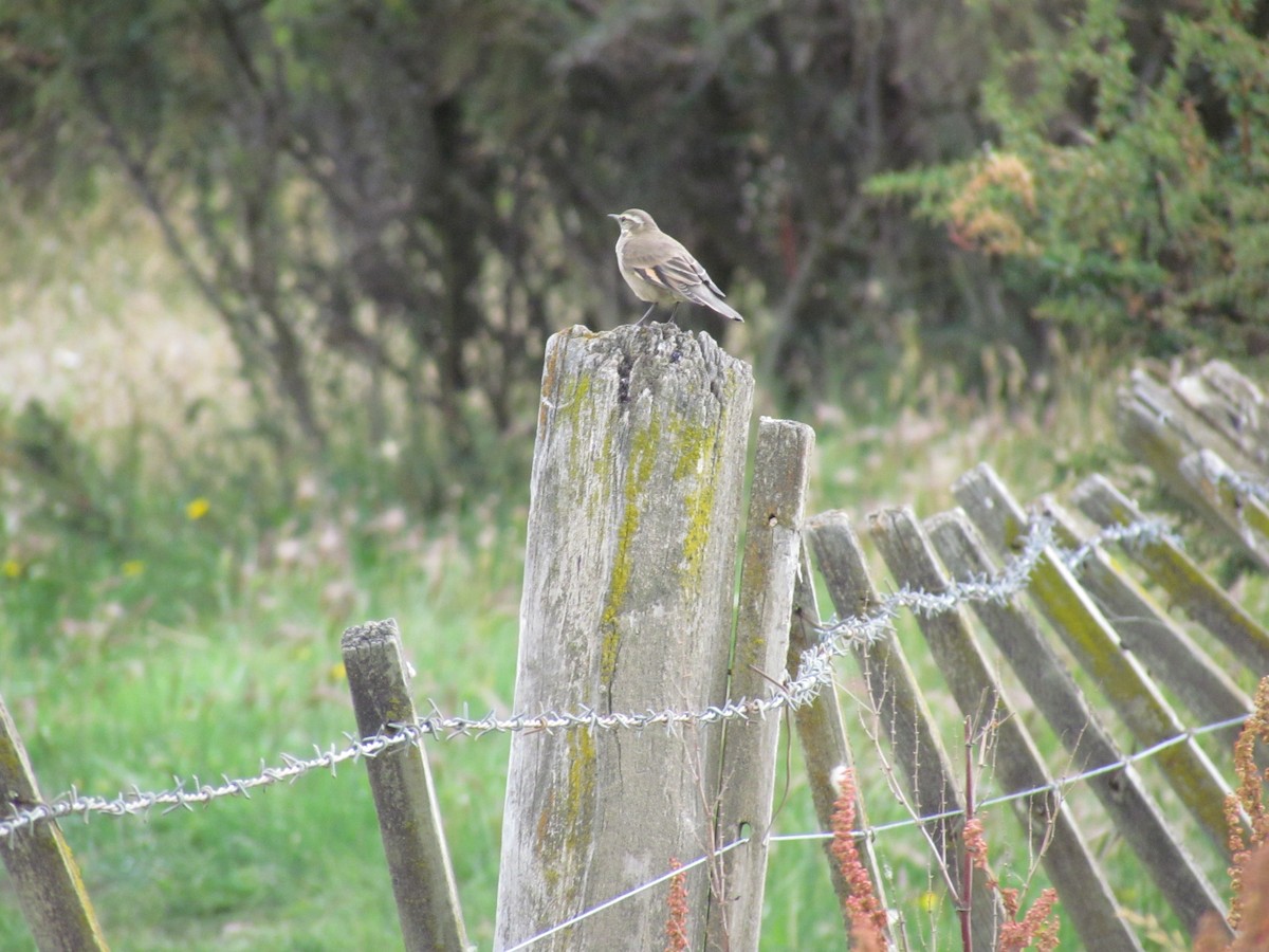 Buff-winged Cinclodes - ML638958801