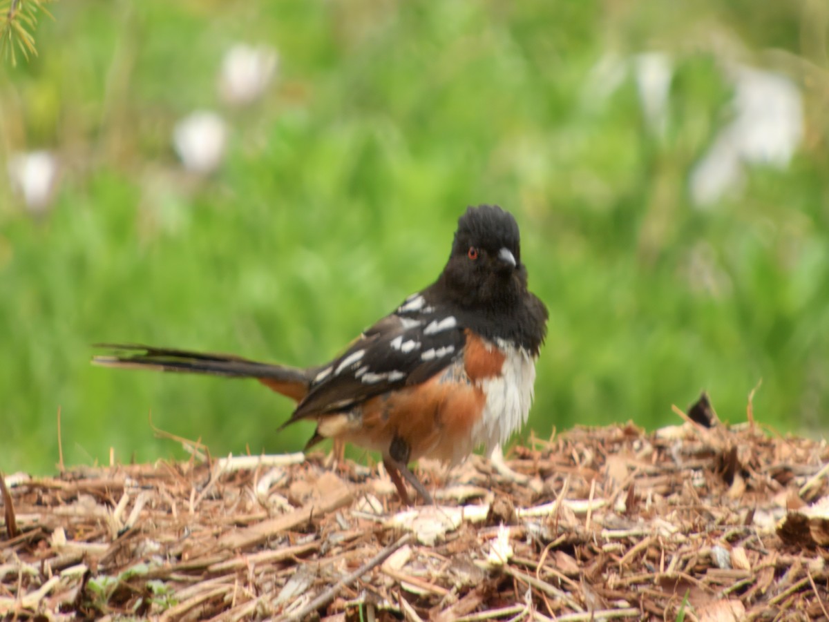 Spotted Towhee - ML638958806