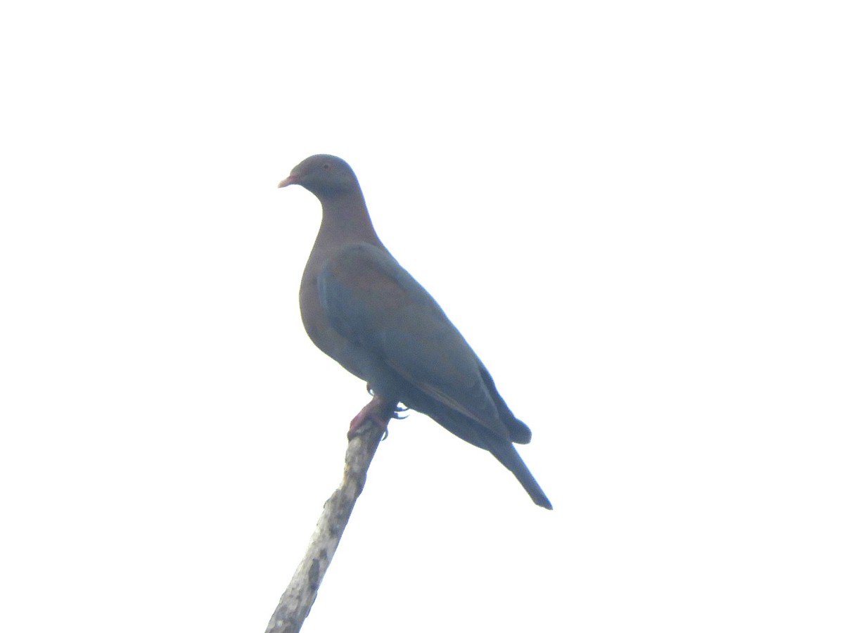 アカハシバト - ML638958822