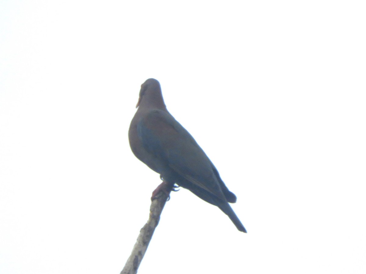 アカハシバト - ML638958833