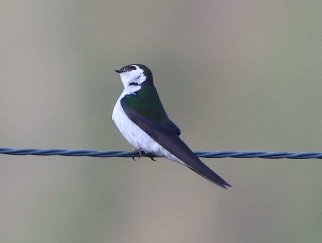 Violet-green Swallow - ML638958852