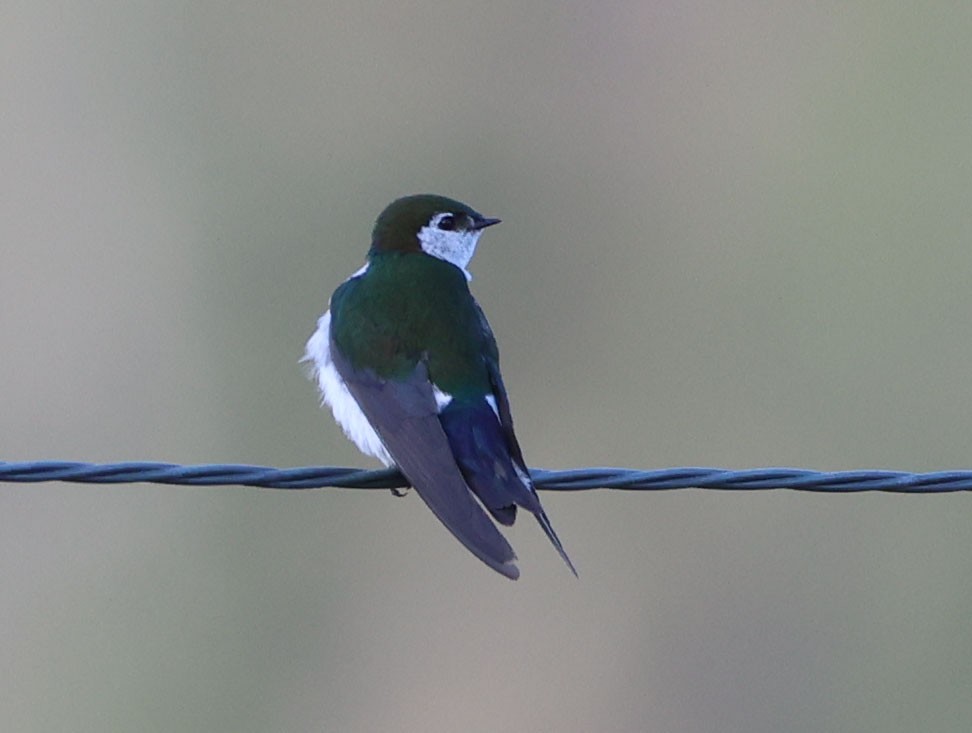 Violet-green Swallow - ML638958853