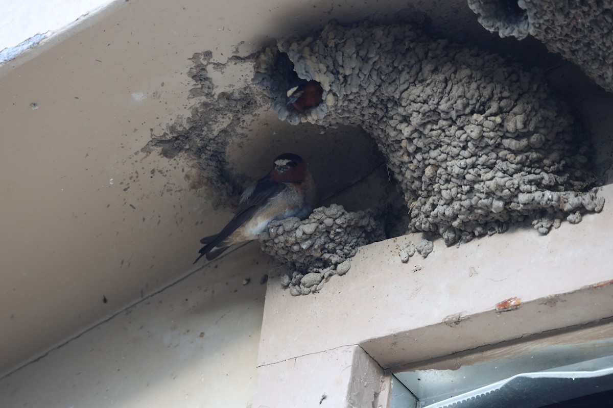 Cliff Swallow - ML638958889