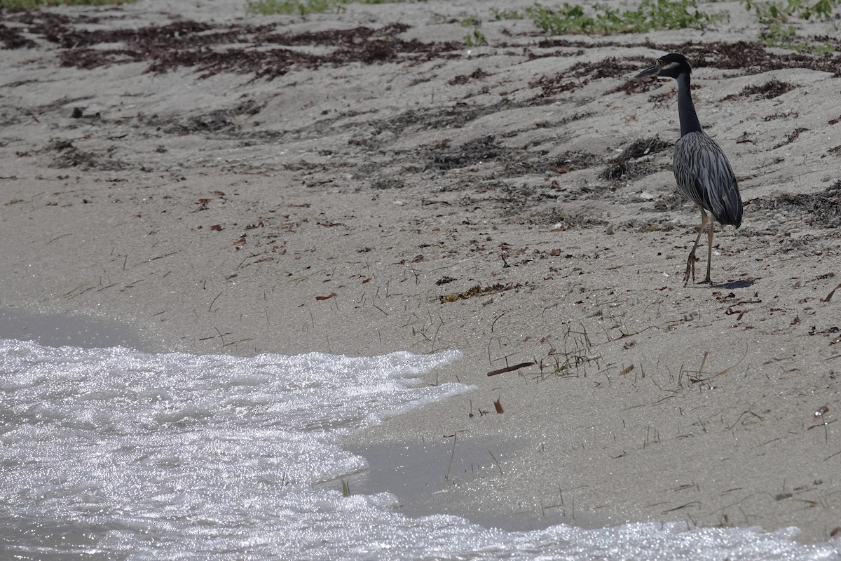 Yellow-crowned Night Heron - ML638958907