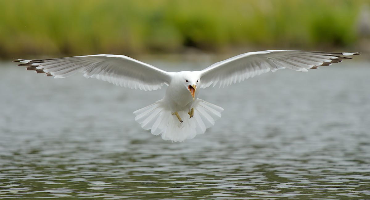 Gaviota de Alaska - ML638958932