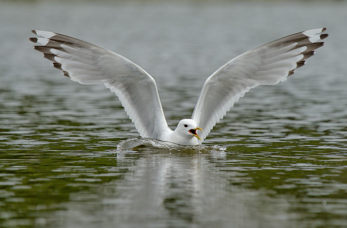 Gaviota de Alaska - ML638958937