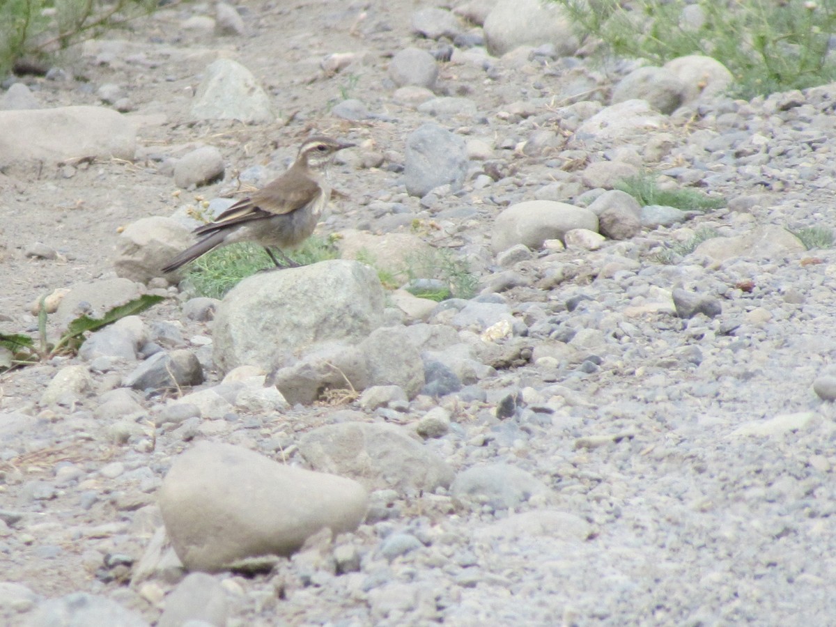 Buff-winged Cinclodes - ML638958950