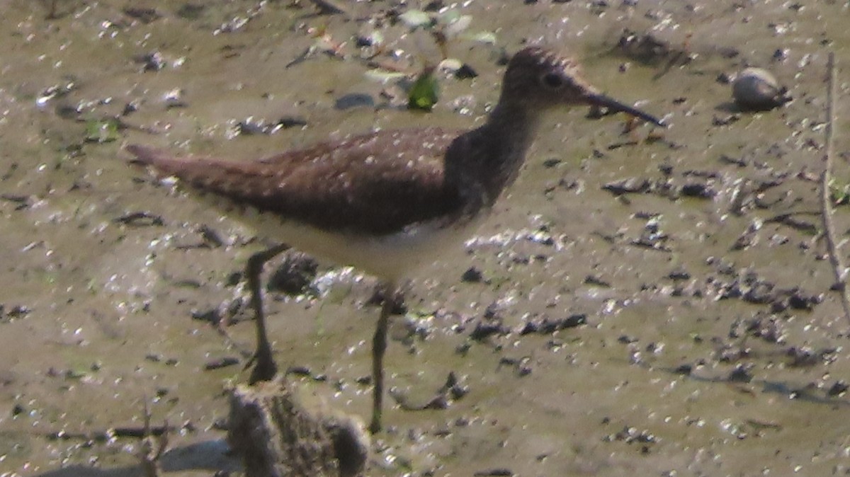 Solitary Sandpiper - ML638958971