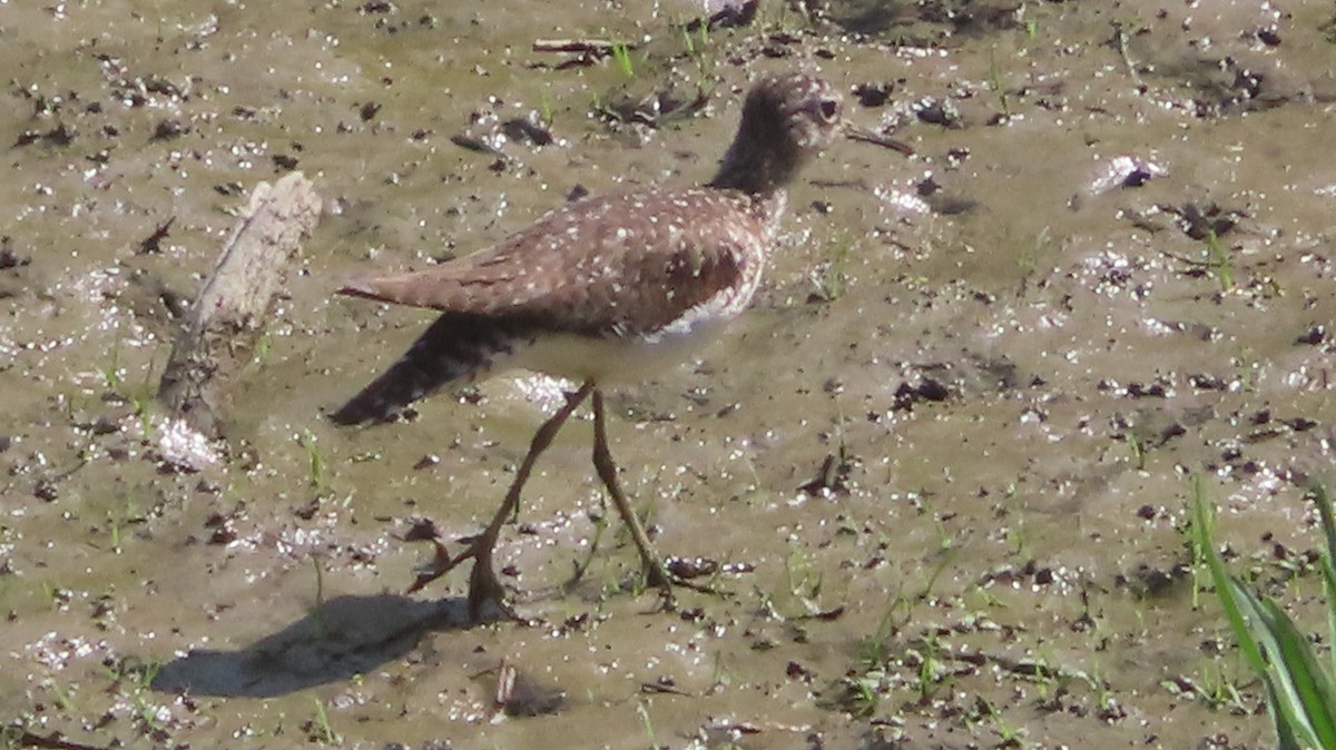 Solitary Sandpiper - ML638958973